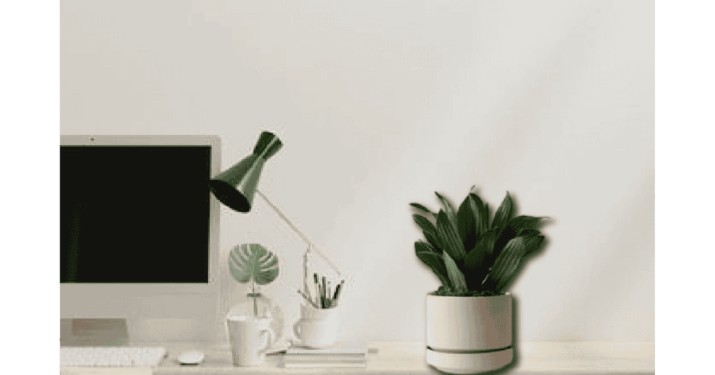 Best Women’s Day Corporate Gift Indoor Plants